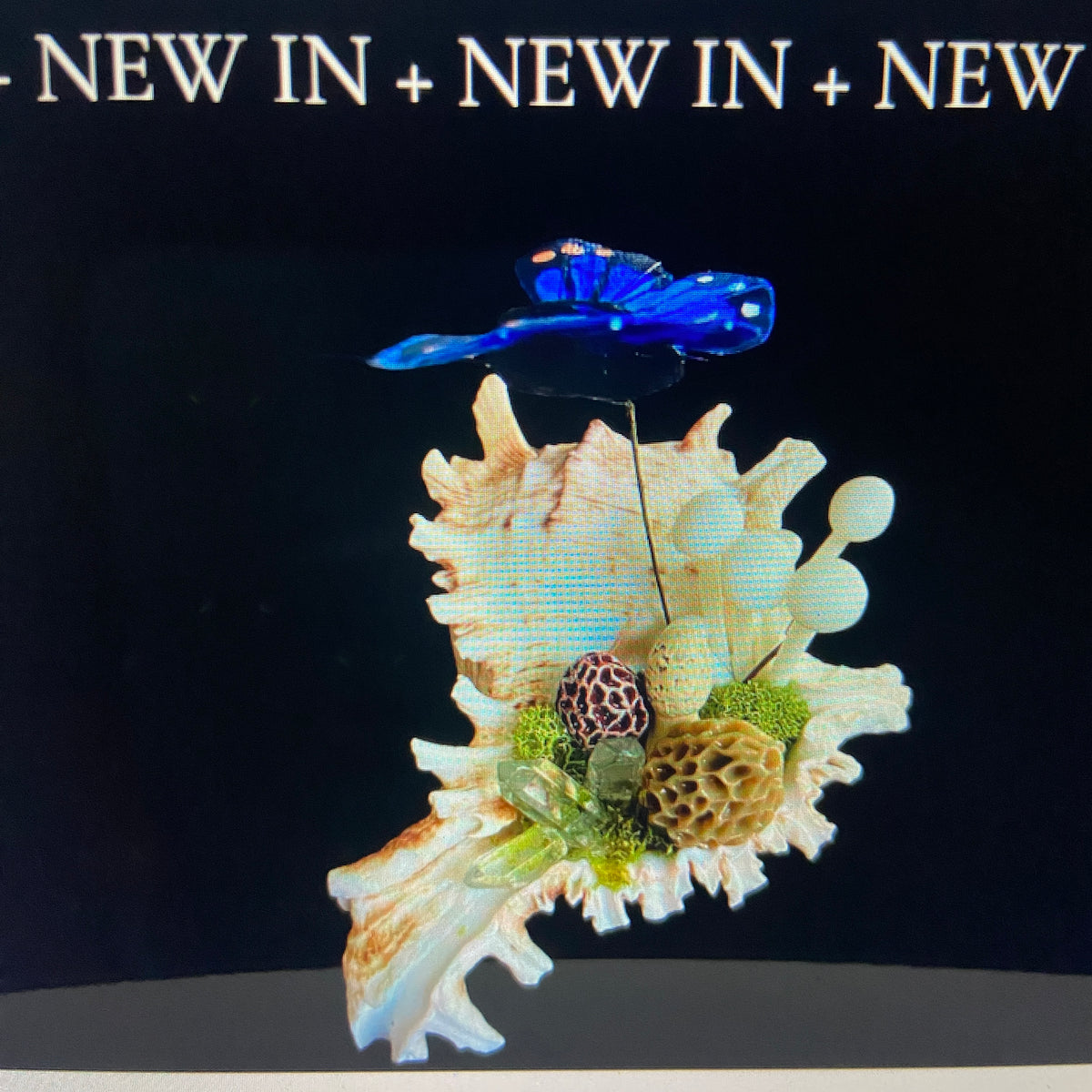 Conch Shell & Mushroom Art – Coastal Witch Home Decor