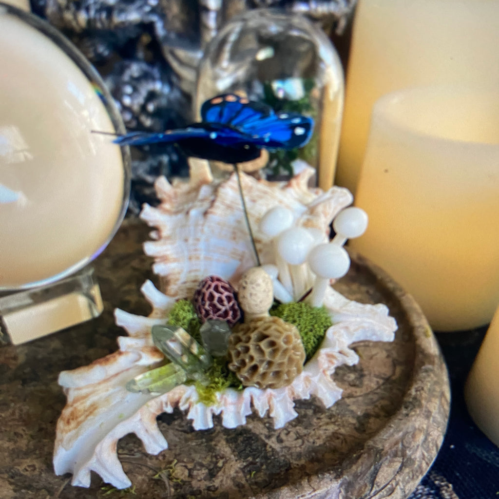 Conch Shell & Mushroom Art – Coastal Witch Home Decor
