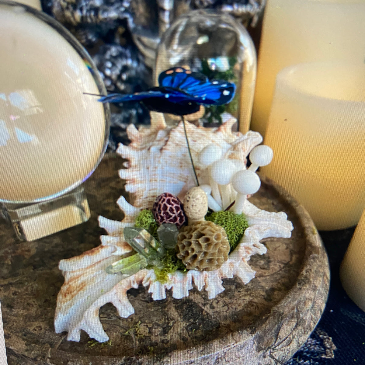 Conch Shell & Mushroom Art – Coastal Witch Home Decor