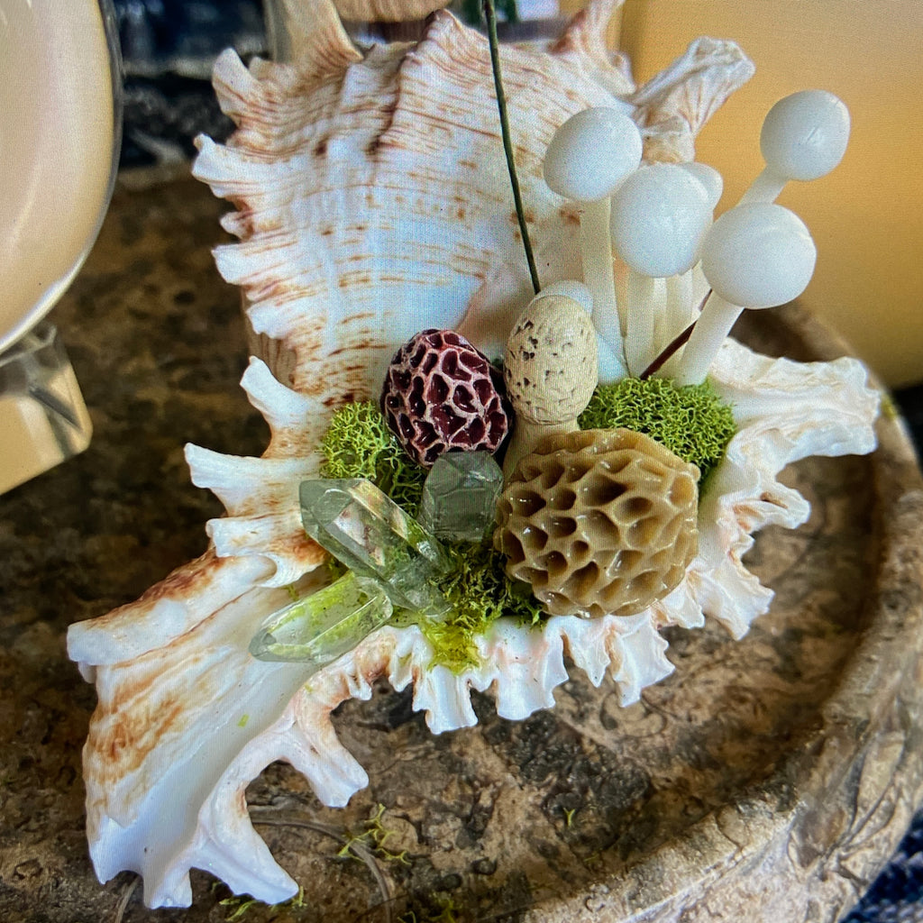 Conch Shell & Mushroom Art – Coastal Witch Home Decor